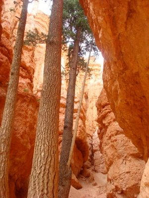 Bryce canyon 5