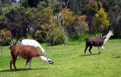 Les lamas du parc metropolitano lamas