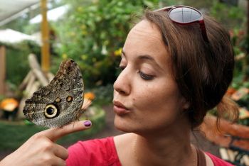 Les papillons de Mindo mindo