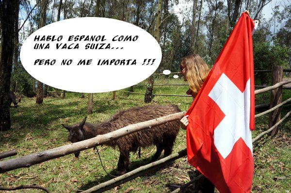 vache suisse