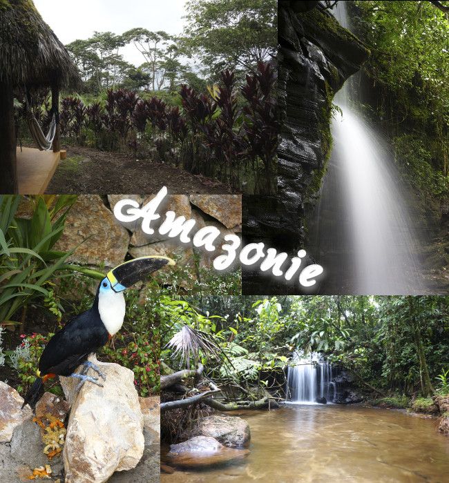 la jungle amazonienne amazonie equatorienne
