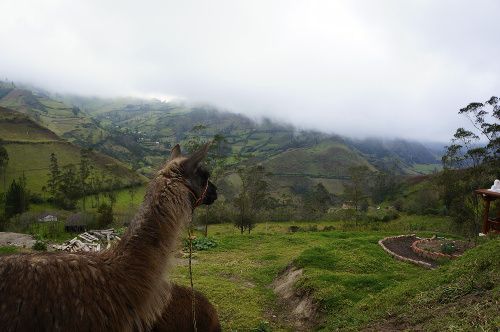 lla vue depuis le llulu lama lama en Equateur