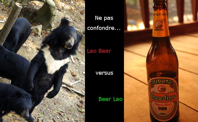 Beer Lao and lao bear