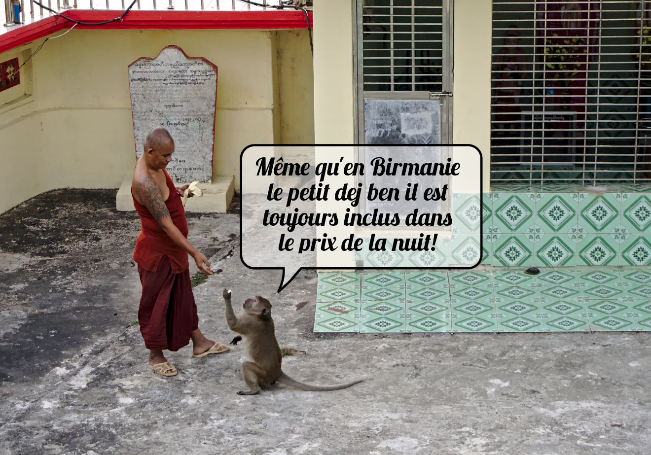 singe et moine birmanie