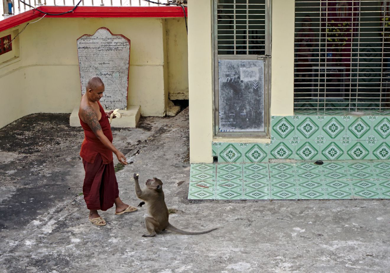 moine nourrissant un singe en Birmanie