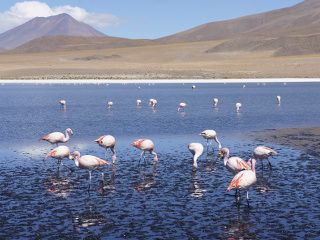 flamant rose en bolivie