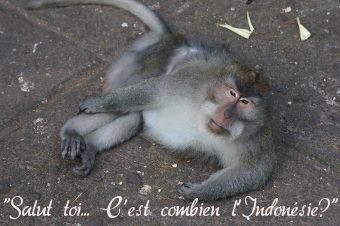 on fait les comptes? monkey in ubud