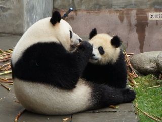 Les pandas géants de Chengdu pandas