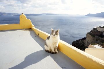 chat avec vue sur la mer