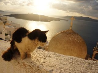 chat abandonné santorin