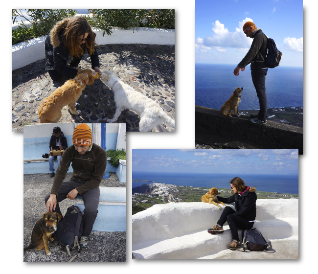 chien abandonné à santorin