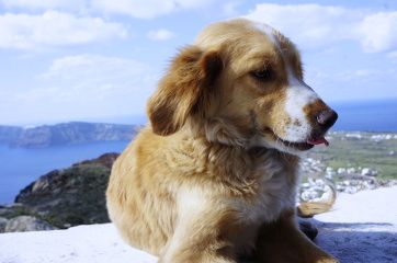 chien abandonné à santorin