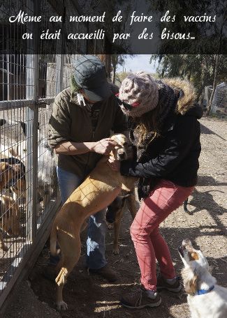 vaccination de chien