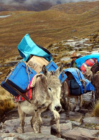 mules in peru