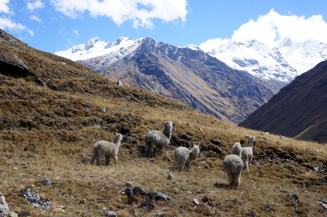 Nos premiers lamas en liberté du Pérou... et les montagnes en plus yanama lamas