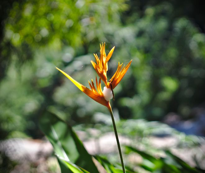 une fleur à la main fleur de thaïlande