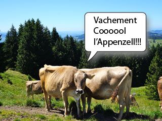 vache appenzelloise