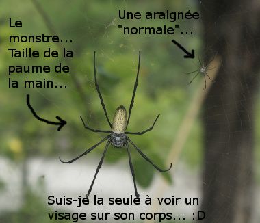 ma phobie Spiders in Indonesia