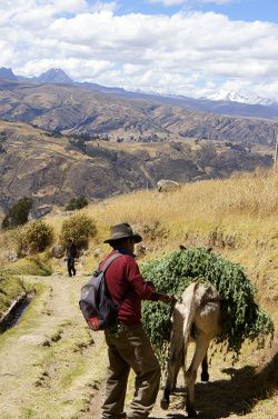 livraison de coca? randonnée dans les andes