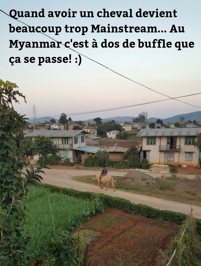 un homme sur son buffle au Myanmar