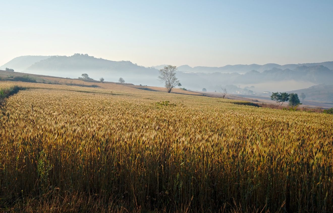 champs de blé au petit matin