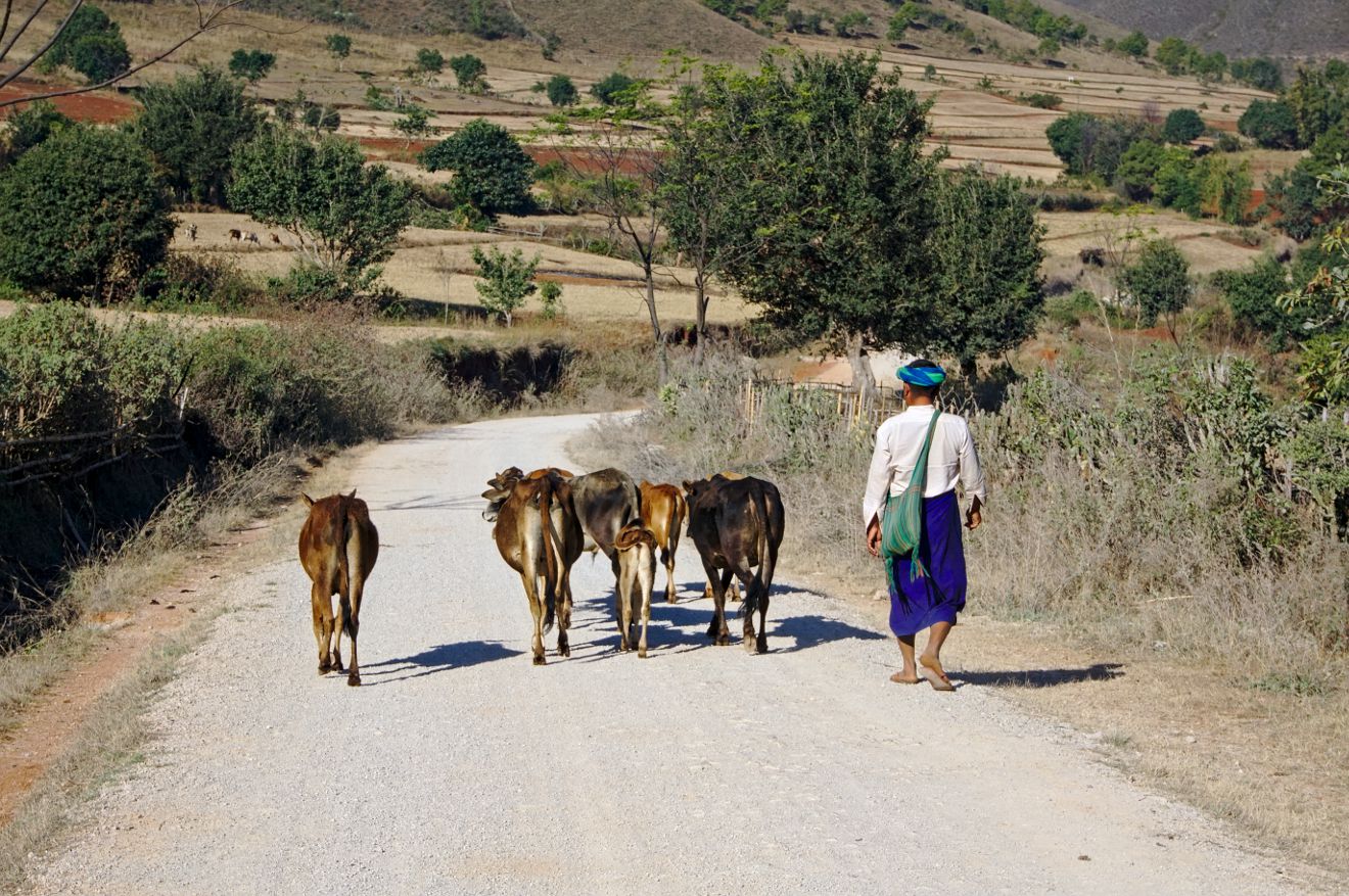 a Burmese farmer and his calves