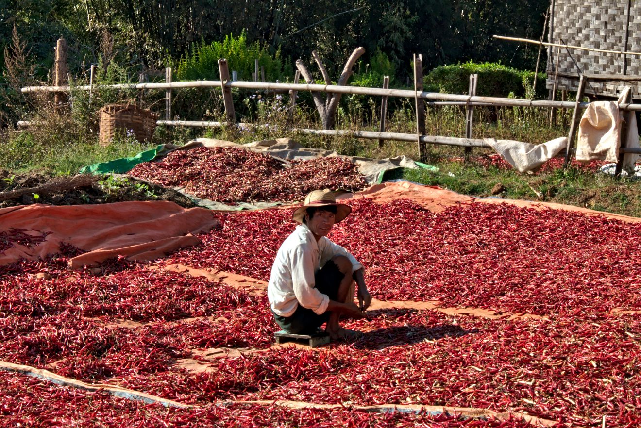 un paysan qui trie le chili séché