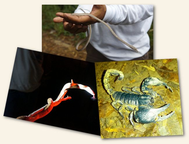 serpents et scorpions en Thailande