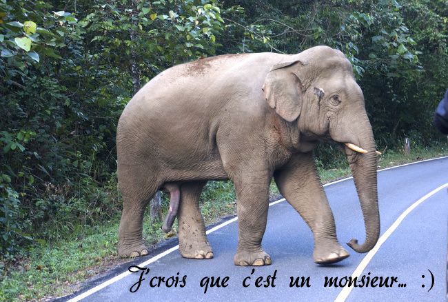 Un grand pachiderme... Mâle apparemment... Elephant sauvage