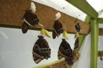 naissance de papillon