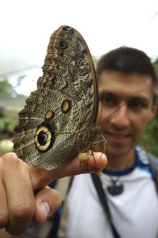 papillon géant