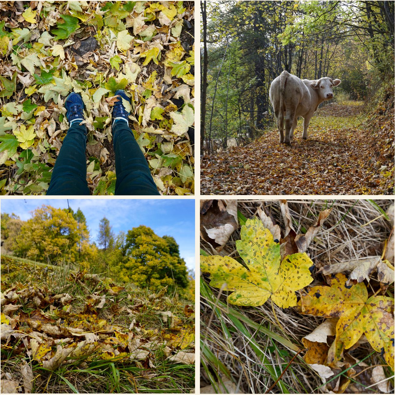 les belles couleurs d'automne balade automnale au val d'allos