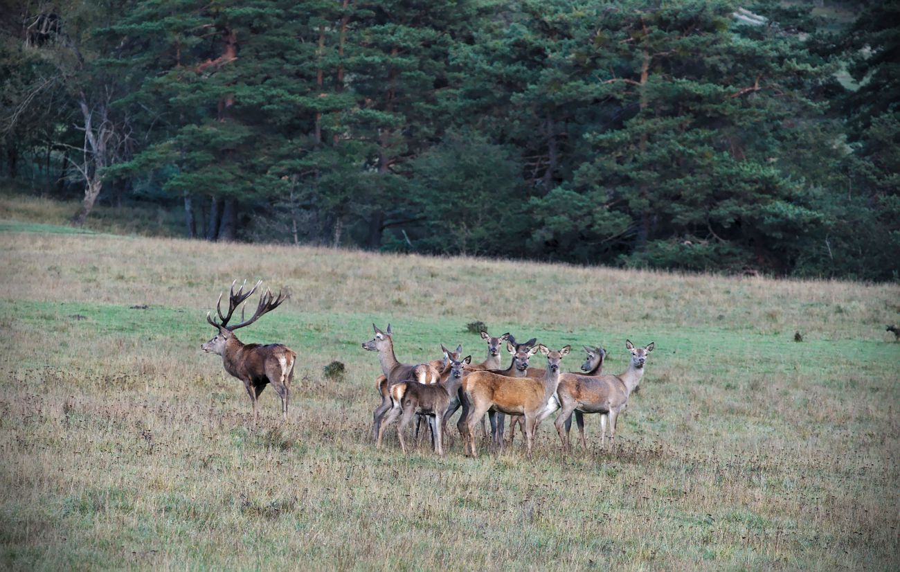 cerf et biches pendant le brame