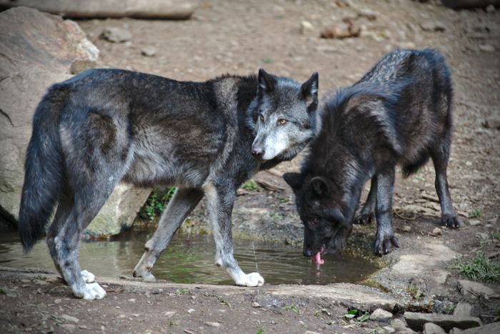 loup du parc Alpha