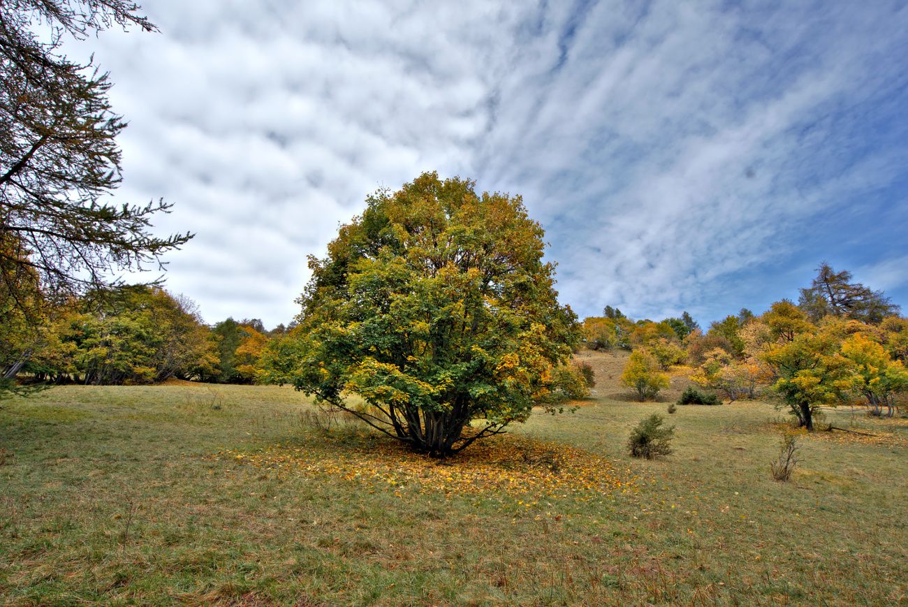 les belles couleurs au mois d'octobre le val d'allos en automne