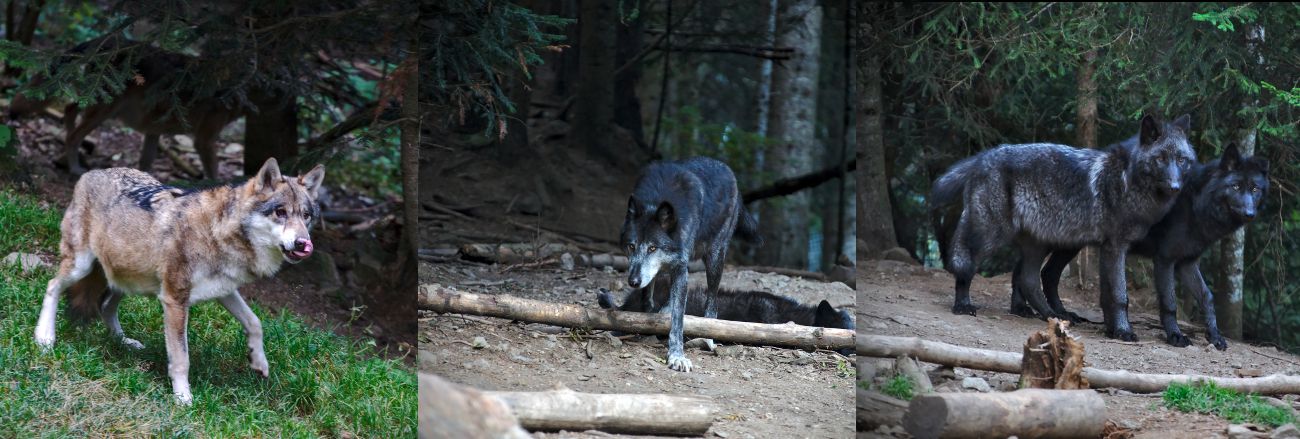 3 meutes sont représentées réserves animales avec des loups