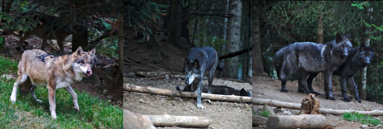 réserves animales avec des loups