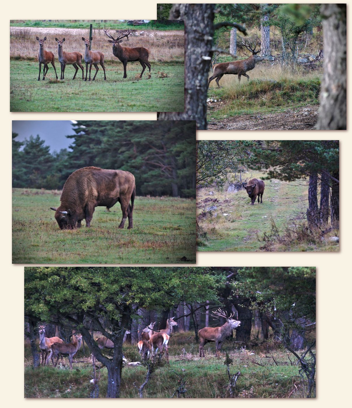 les animaux sauvages de la réserve Réserve de bisons des Monts d'Azur