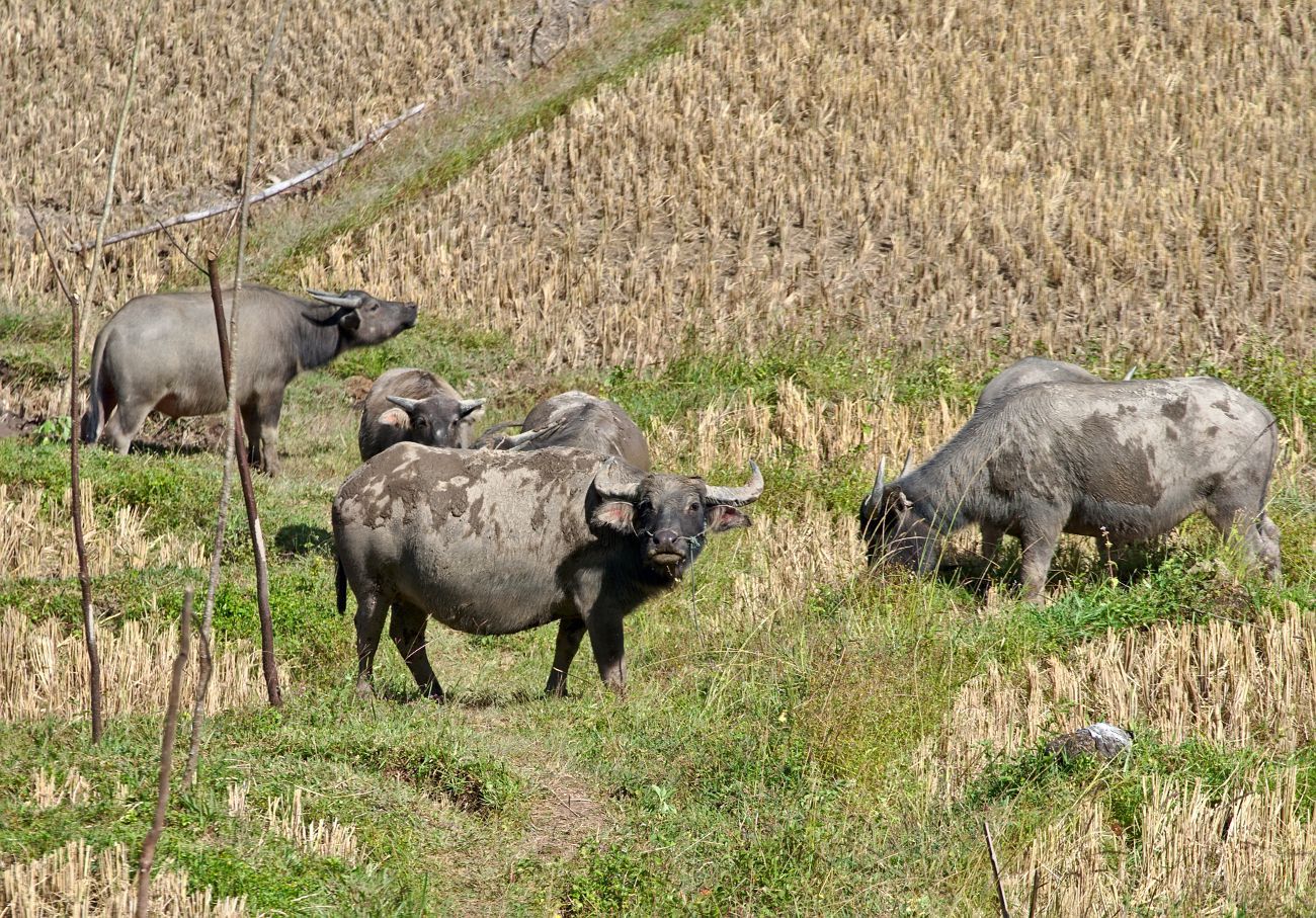 Mae Hong Son loop: buffaloes in the fields in Thailand