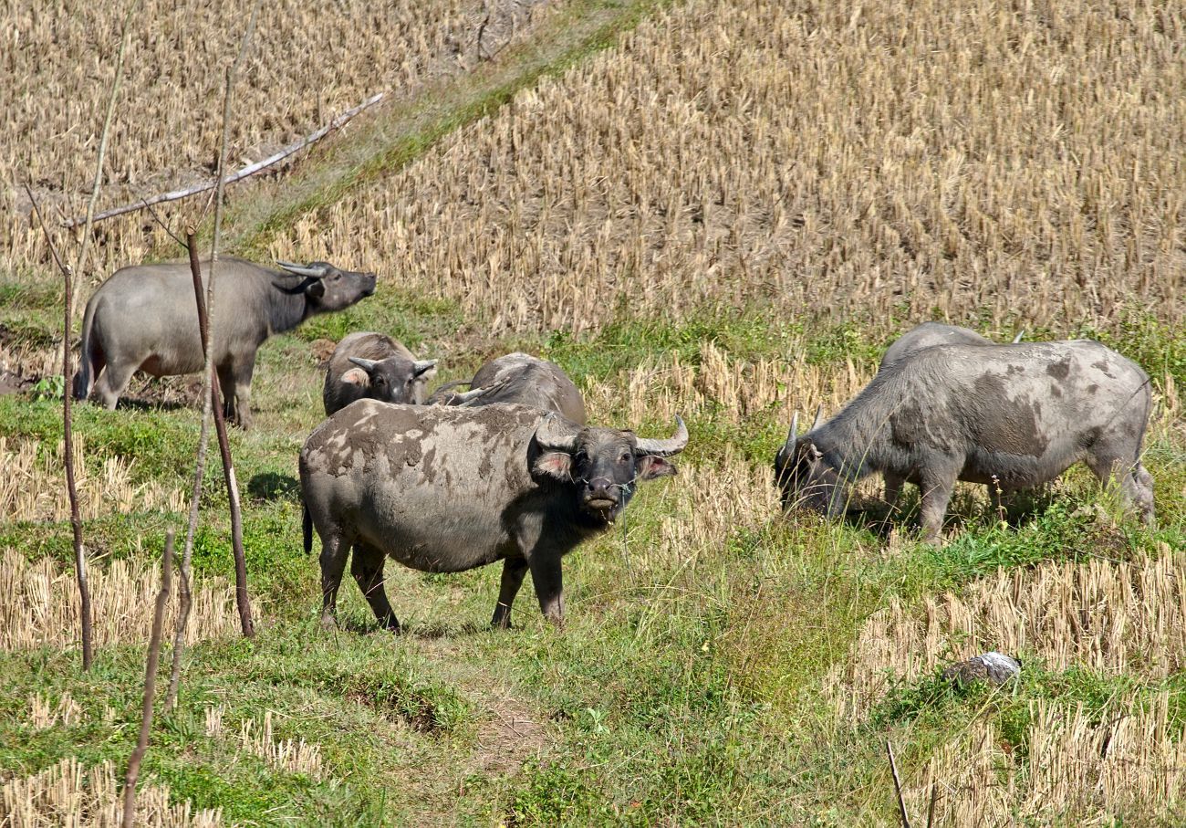 Boucle de Mae Hong Son: buffles dans les champs en Thaïlande