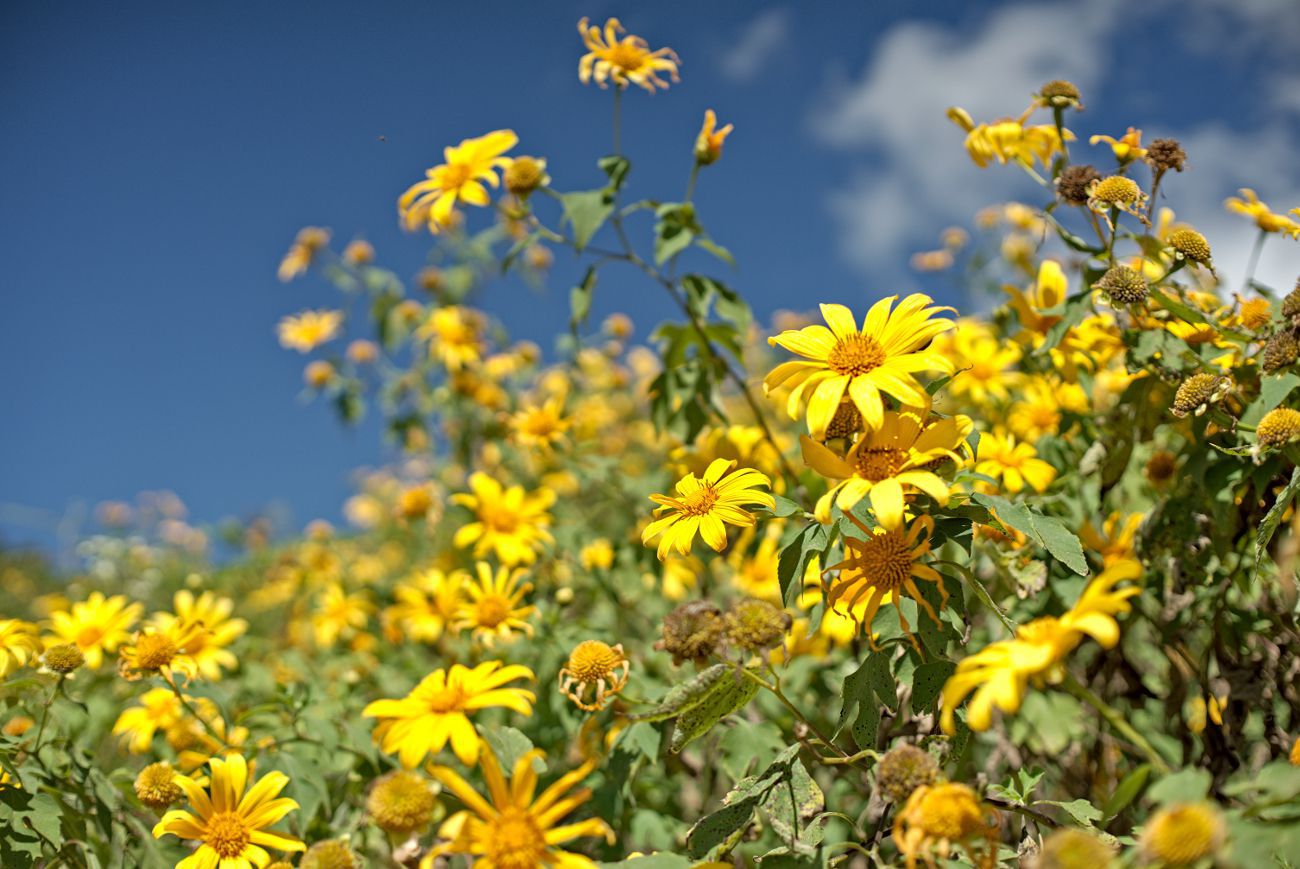 wild sunflowers fields in Thung Bua Tong at Doi Mae U Kho