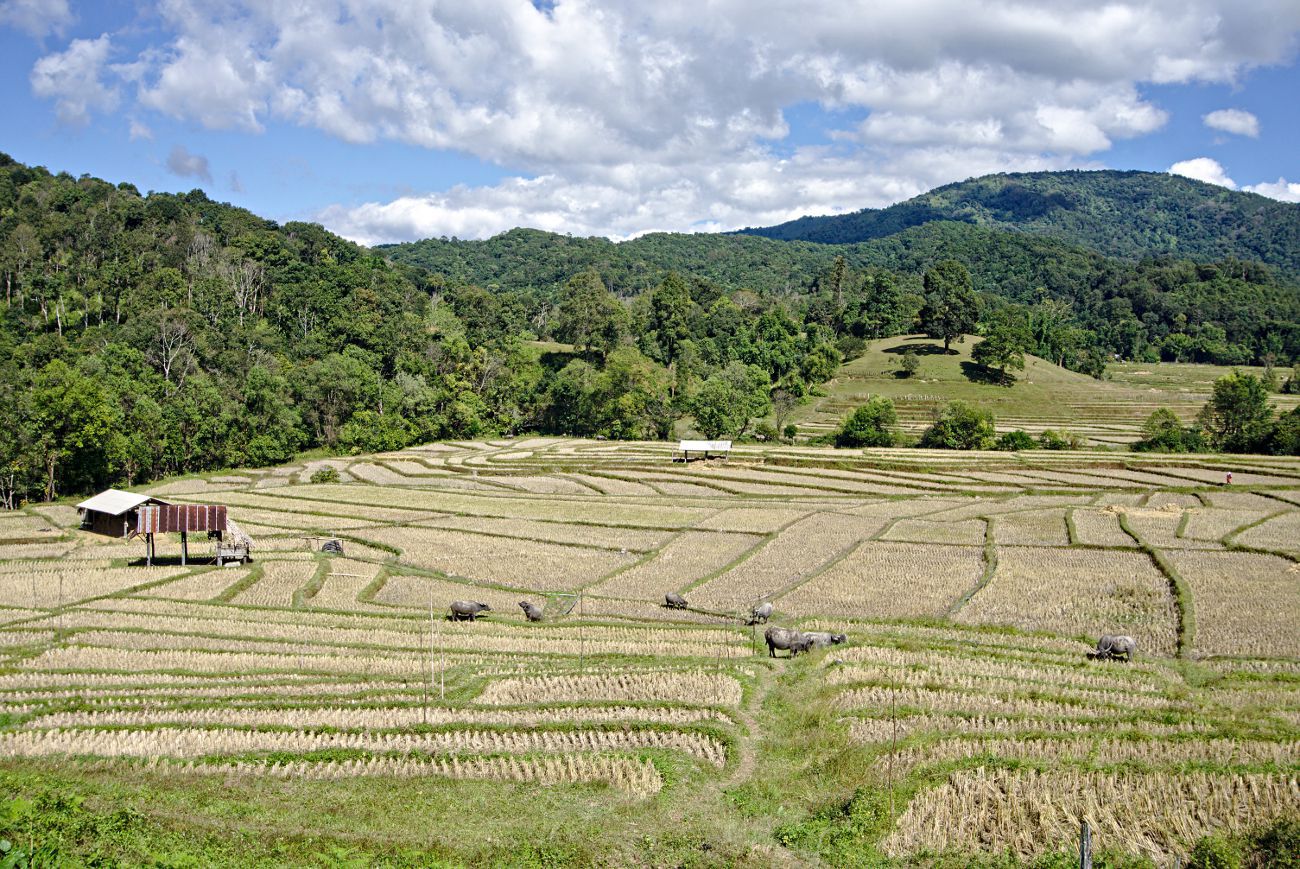 plantations de riz en thaïlande