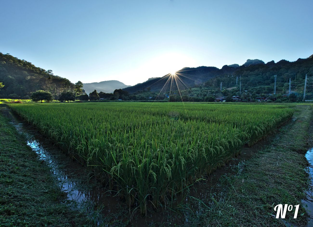 sunset over a rice field in soppong in Thailand