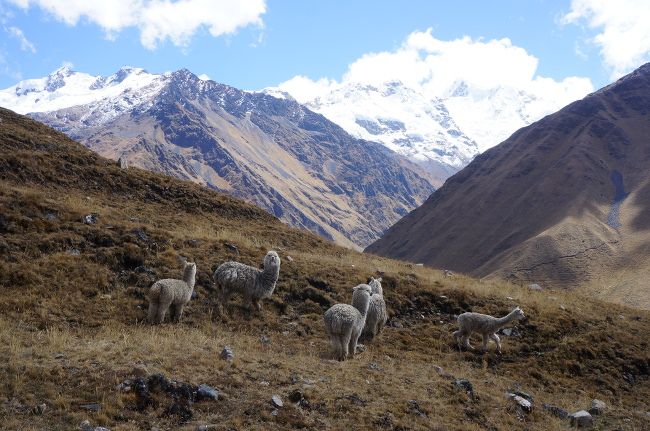 les alpaca du perou