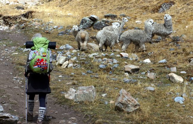 La rando c'est sympa ;)... on y voit des lamas trek lama