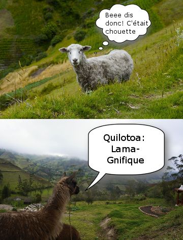 mouton equateur
