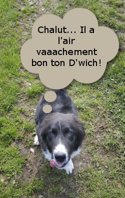 chien suisse en randonnée