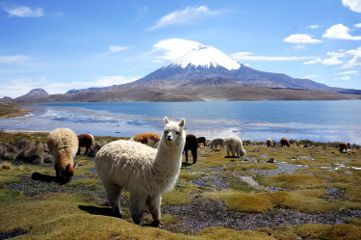 lamas parinacota