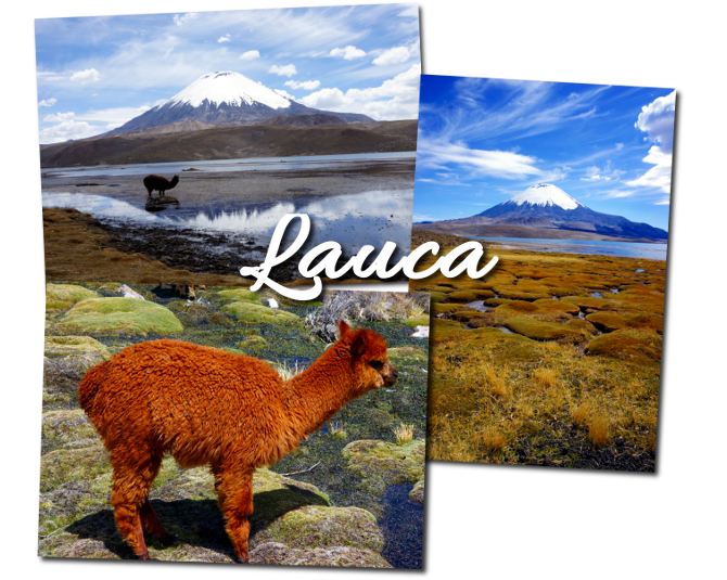 lauca in bolivia