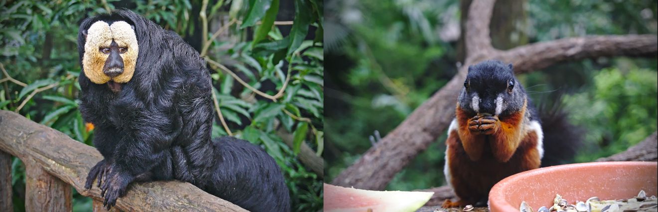 singe et écureil au zoo de Singapour